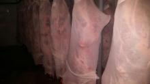 Fresh Chilled Veal Carcasses