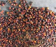 Top Quality  Palm   Nut   Kernels  Now