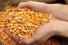 Yellow Corn for  Animal   Feed  (Ukraine and Russia  Origin )