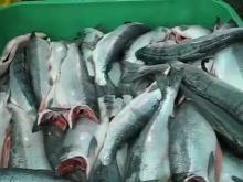  Fresh ,  Atlantic   Salmon , Salmon  salar,  salmon  fillet,  Salmon  HON,