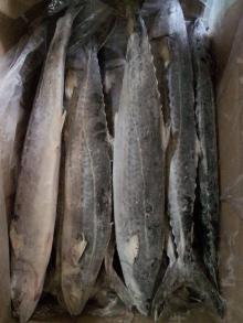 Spanish atlantic mackerel,horse mackerel