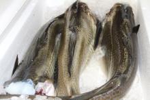 fresh cod fish,cod fillet,frozen Salmon fillet,cod bladder