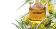 Rape Seeds / Canola Seeds oil for sale