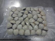 FROZEN COOKED WHOLE WHITE CLAM (  HOT  SELL PRODUCT)
