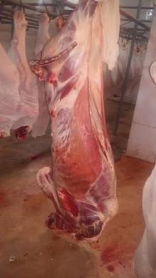 Freshly Chilled Halal Veal Carcasses 70~100 kg sizes