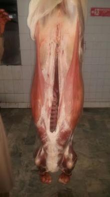 Halal Veal Carcasses 70~100 kg sizes
