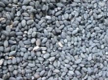 Jatropha Seed Oil