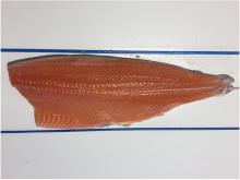 Salmon fillet, Atlantic Salmon,salmon fillet, Salmon HON,
