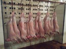 Fresh Halal Mutton 7~10 kg size whole carcasses