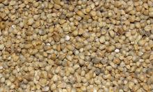 Millets