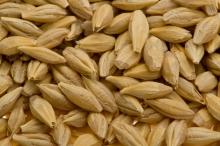 Barley