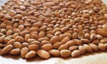 Quality Almond Nuts Kernel