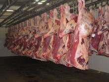 frozen beef meat
