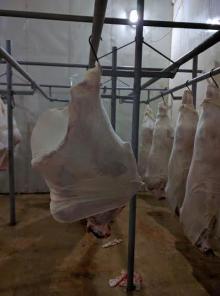 Halal Buffalo Carcasses 140~160 kg sizes 3 Pieces cut FQ & HQ