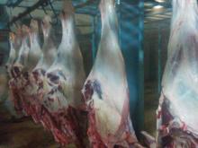 Beef Carcasses 140 kg sizes 3 pieces cut Front & Hind Quarters Pakistan