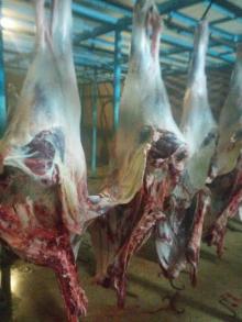 Halal Beef Carcasses 140 kg sizes 3 pieces cut Front & Hind Quarters Pakistan