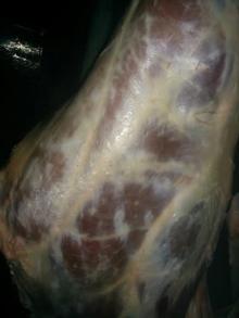 Halal Beef Carcasses 120 kg + sizes 3 pieces cut Front & Hind Quarters