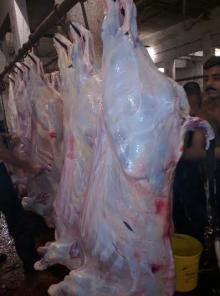 Fresh Buffalo Carcasses 160~180 kg sizes 3 pieces cut Front & Hind Quarters