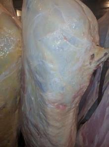 Halal Beef Carcasses 140~180 kg size 3 pieces cut Front & Hind Quarters