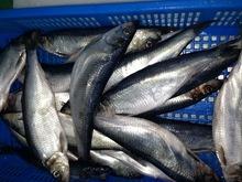 Frozen Herring Fish