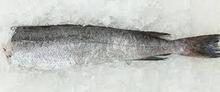 Fresh  frozen   Hake  whole  fish ,  Frozen   Hake   fish  fillet  hake 
