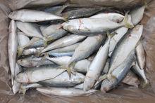 fresh frozen fish frozen indian mackerel fish