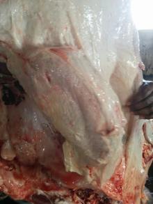 Buffalo Carcasses 140 kg + sizes 3 pieces cut Front & Hind Quarters Pakistan