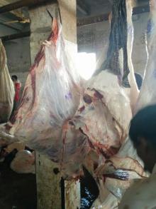 Freshly Chilled Indian Buffalo Carcasses 140 kg + sizes 3 pieces cut FQ, HQ