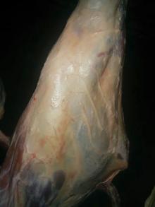 Halal Beef Carcasses 120 kg + sizes 3 pieces cut Front & Hind Quarters Pakistan