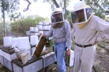 NATURAL  HONEY   FROM  WILD  FLOWERS  OF THE EXCLUSIVE QUALITY.