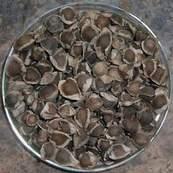 Moringa Seeds
