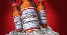 SWEET BUDWEISER BEER FOR SALE