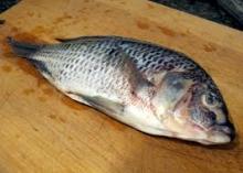 sell fresh tilapia fish from sea