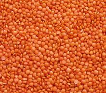 Top Quality Organic Lentils (Green/Red/Black/Brown/Split) New Crop 2016