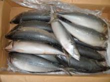 frozen/fresh mackerel fish online