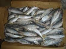 sell fresh mackerel fish from sea