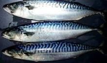 fresh frozen fish frozen Danish mackerel fish