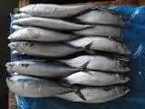 FROZEN MACKEREL FISH WHOLE ROUND AVAILABLE