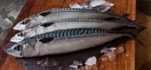 Frozen Mackerel Fish fresh from sea