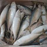 Frozen sea mackerel Fish