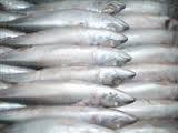 sell  fresh   mackerel   fish  from sea online