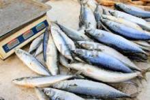 Buy  Whole   Mackerel  Online