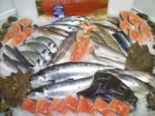 Sea food Frozen mackerel fish for sale