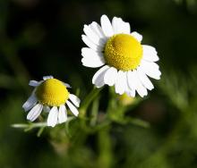 dried chamomile