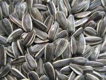  sunflower   seeds 
