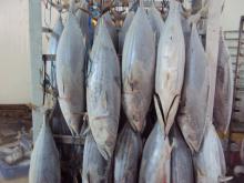 WR 300-500g new stock bonito tuna fish High quality For market