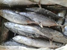 100% Fresh H&G Yellowfin Tuna Price