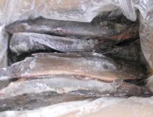 Frozen Catfish Whole Round For Consumption