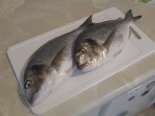 New Stock Frozen Black Sea Bream Fish 2-5kg