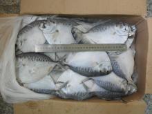Hot sale Frozen Mene Maculata / Moon fish whole round